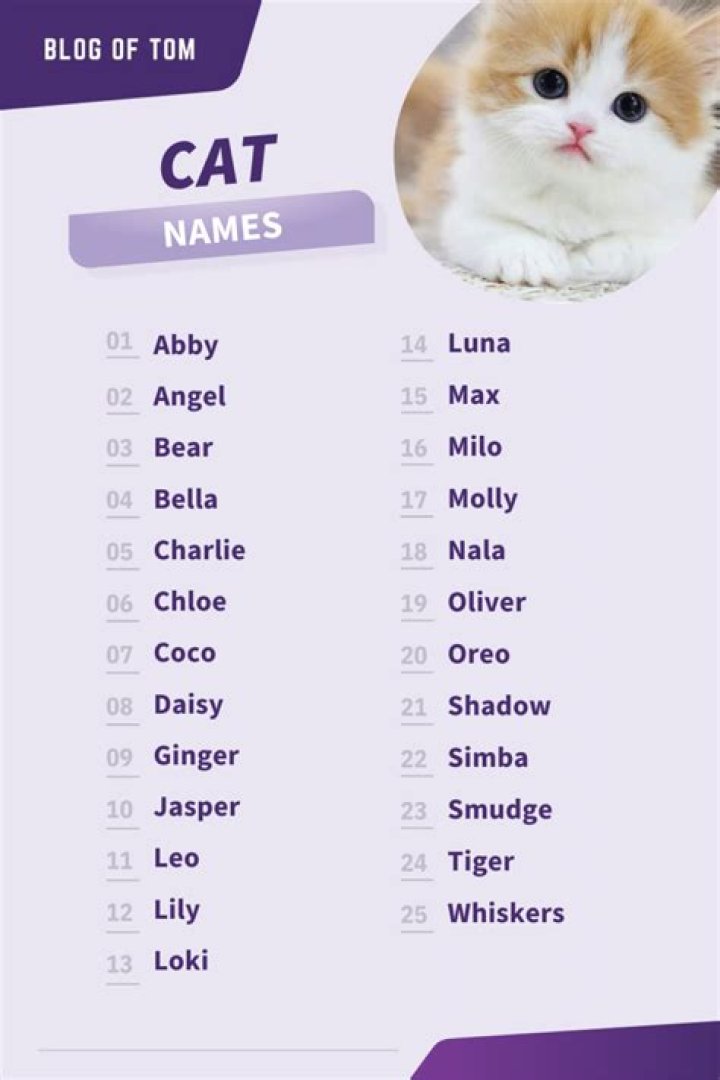 100 Cute Cat Names: Pretty and Sweet Options for Your Cat | PangoVet