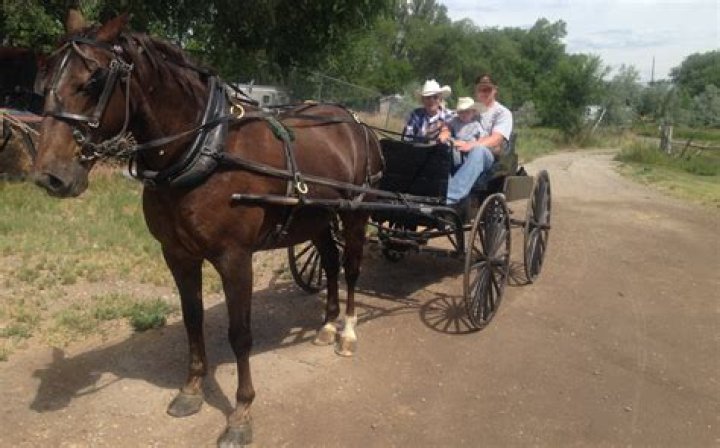 Amish Buggy Connects Utah Missionary With Grandfather, Families Taught In Ohio
