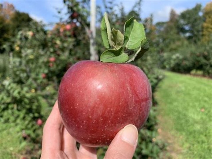 Apple Picking in Westchester County and Beyond | Macaroni KID Armonk - Chappaqua - Mount Kisco