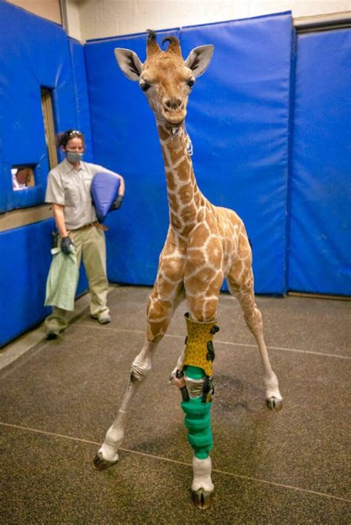 Baby giraffe fitted with orthotic