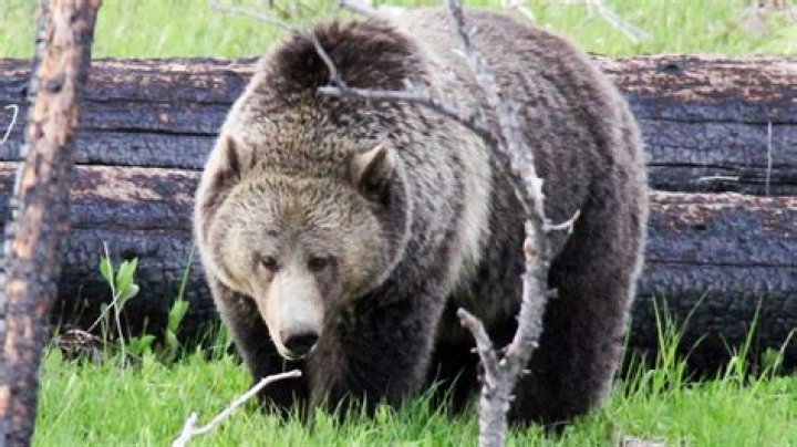 Bear traps set for grizzly bear after fatal attack near Yellowstone National Park