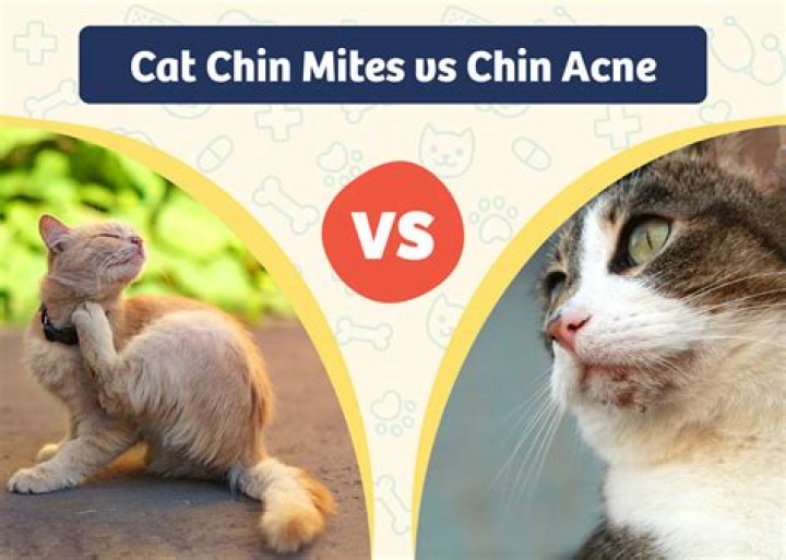 Cat Chin Mites vs Chin Acne: How Do I Tell the Difference? Our Vet Explains | PangoVet