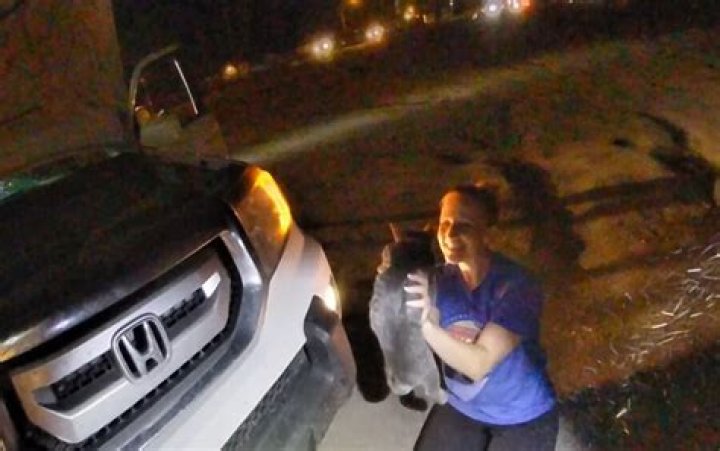 Cat found in car engine compartment during traffic stop