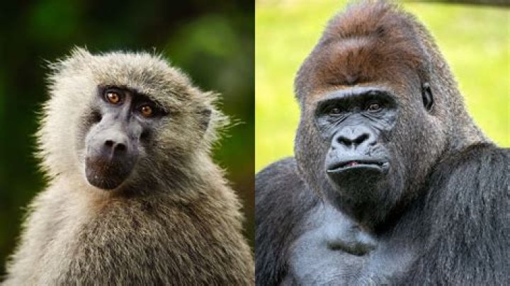 D&D 5E - Are Apes Gorillas or Chimpanzees?