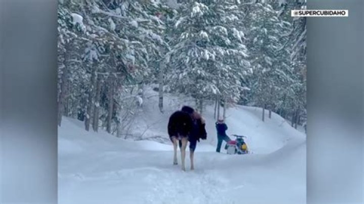 Idaho family survives angry moose attack