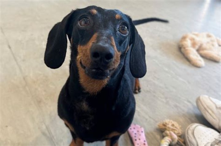 New York woman finds lost dachshund — in Hilary Swank's lap