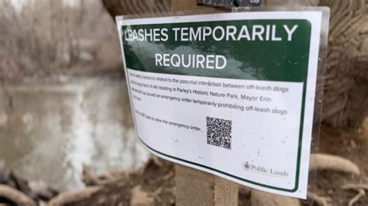 On-leash order placed for Tanner Park due to visiting elk herd