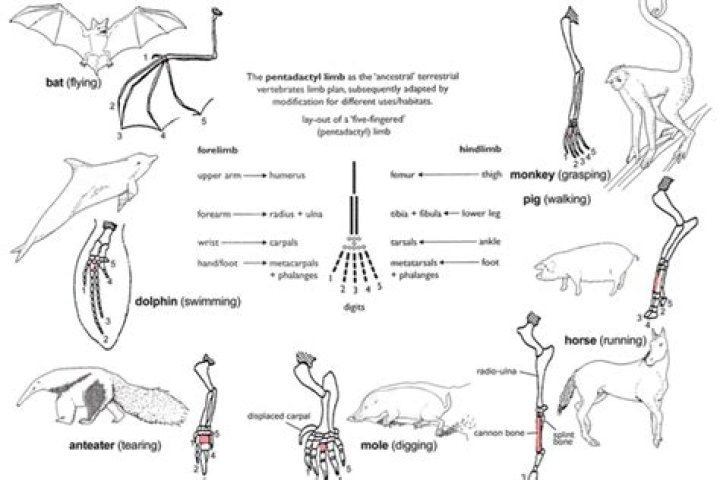 Organ Homolog: Pengertian dan Contohnya
