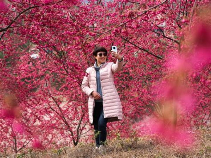 People pose for photos with cherry blossoms in China's Fujian - Xinhua