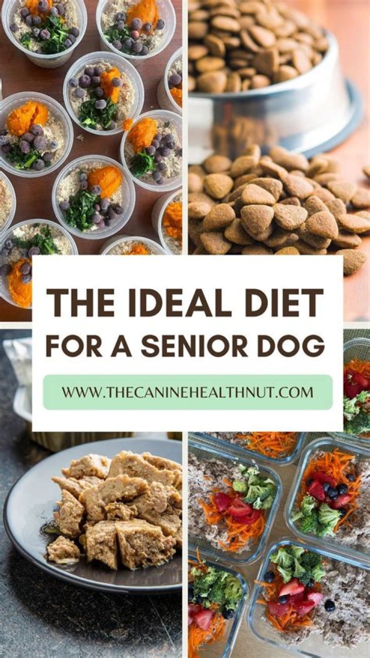 Senior Dogs: Diet & Nutritional Needs (2024 Guide) | PangoVet