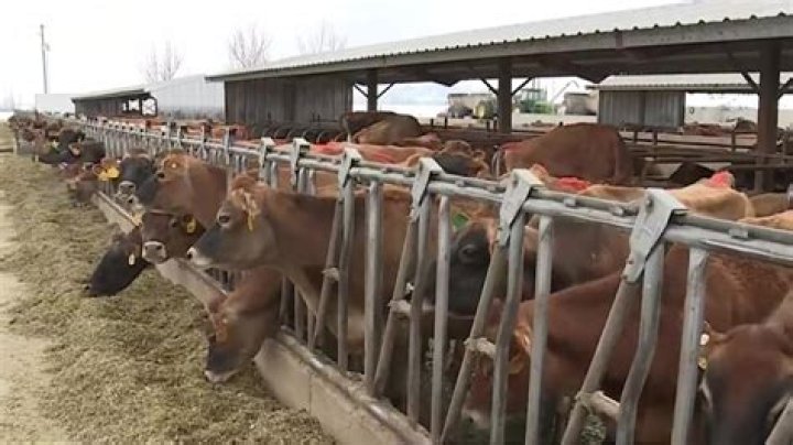 Utah dairy supplies milk for Team USA speedskaters in Beijing