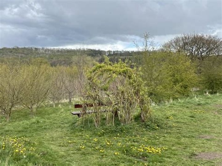 Willow Arbour, Durham Low Burnhall Woods