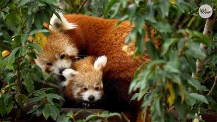 Zoo welcomes return of endangered red pandas | National